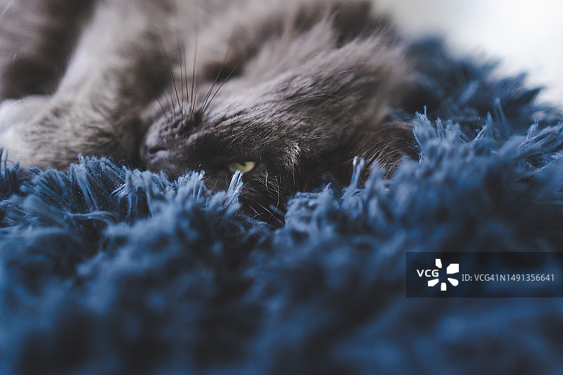 灰色家猫小憩图片素材