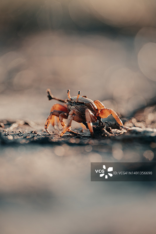 竖版照片：橙色螃蟹，背景虚化图片素材