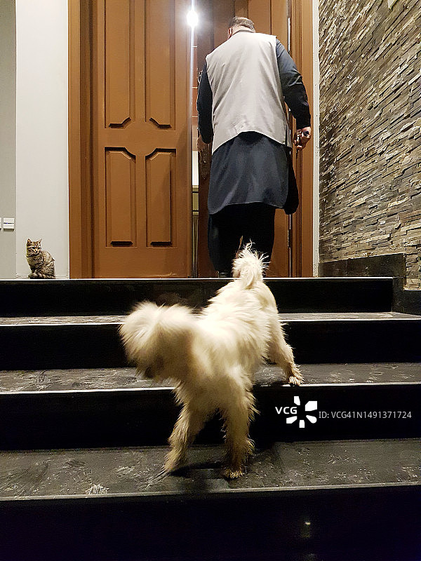 房主通过前门进入家中的背影，宠物（狗和猫）在门阶上图片素材