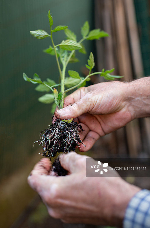 拿着番茄苗，正在去除根部的年长男人图片素材