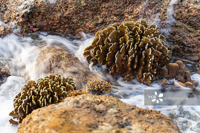 泰国普吉岛海边附近的大量鹿角珊瑚，退潮时显现图片素材