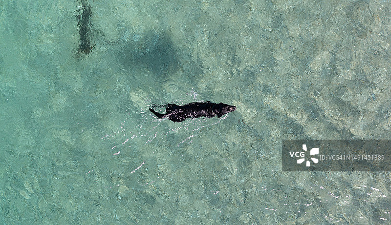 清澈海水中黑色拉布拉多游泳的无人机视角图片素材
