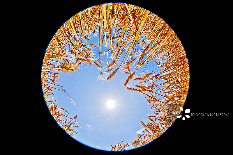 成熟小麦和阳光从头顶照射的鱼眼镜头照片图片素材