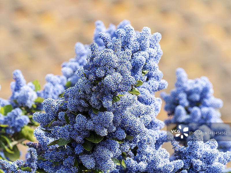 加州丁香图片素材