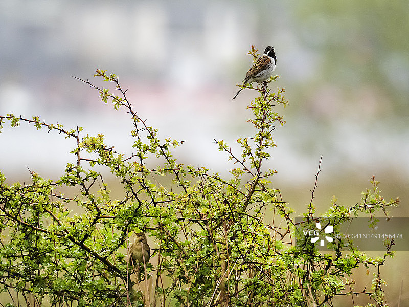 在英国湖区湿地唱歌的蝗莺和芦鹀图片素材