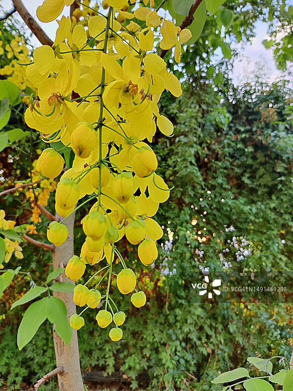 盛开的金链花图片素材
