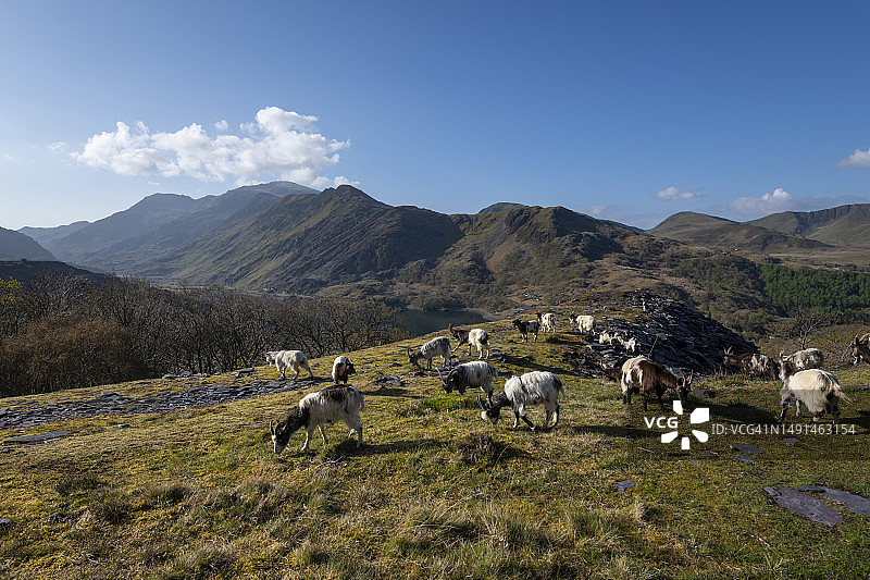 北威尔士Llanberis的Dinorwig采石场的野生山羊图片素材