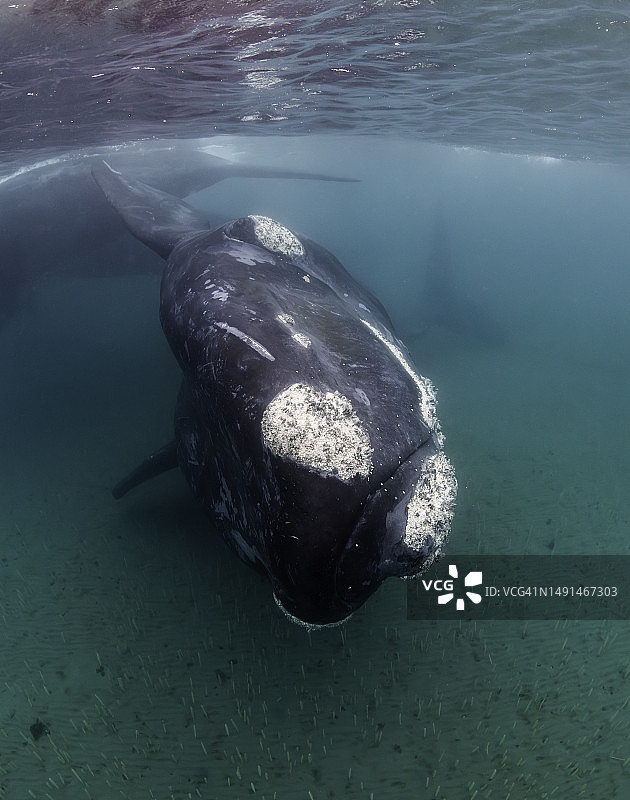 好奇的南露脊鲸转身看向浅水区图片素材