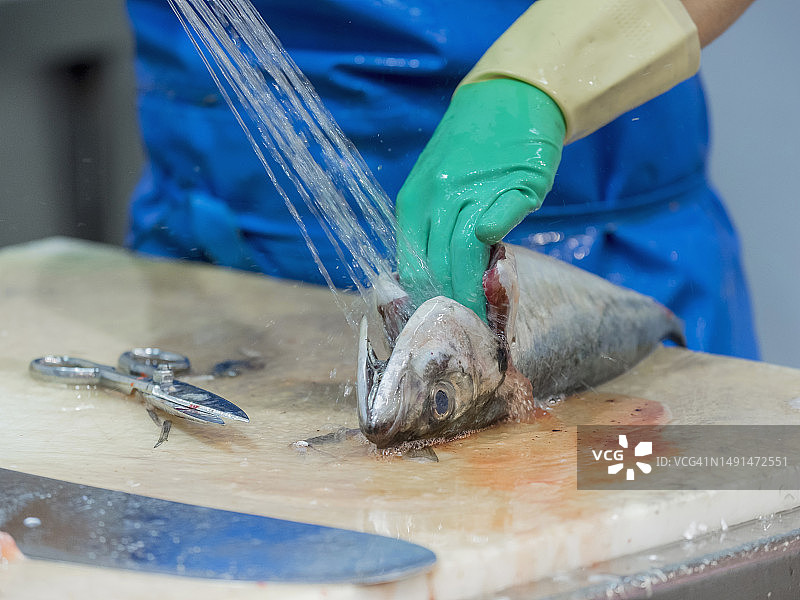 男人清理鱼特写图片素材