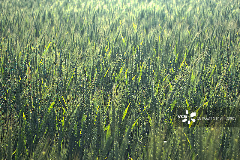 未成熟的麦田图片素材