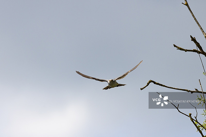 从树枝上飞下来的布谷鸟图片素材