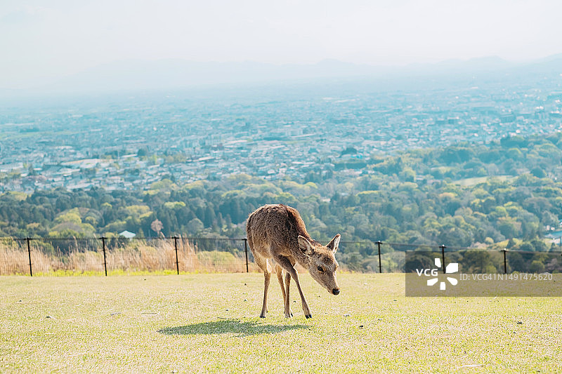 奈良若草山草地上野鹿写真，背景为奈良城市景观图片素材