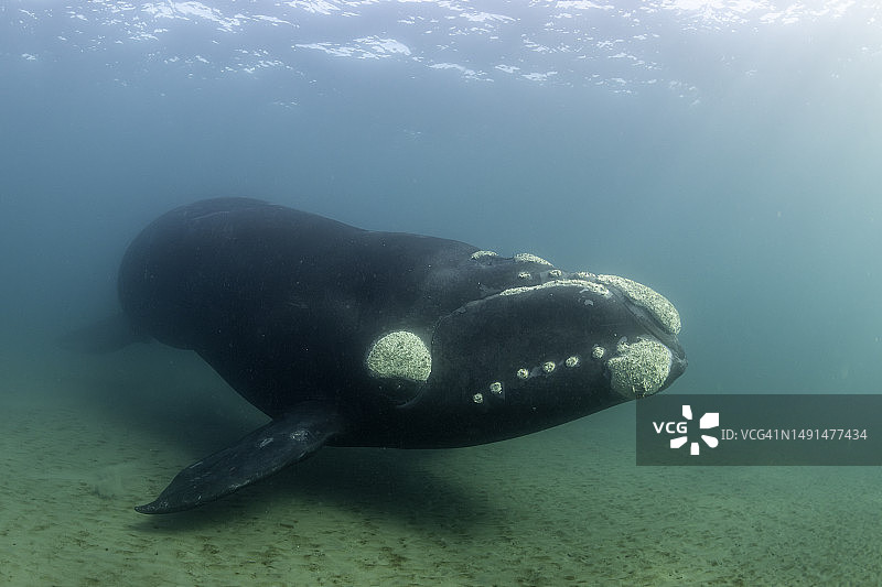 阿根廷新戈尔夫浅水区的南方露脊鲸图片素材