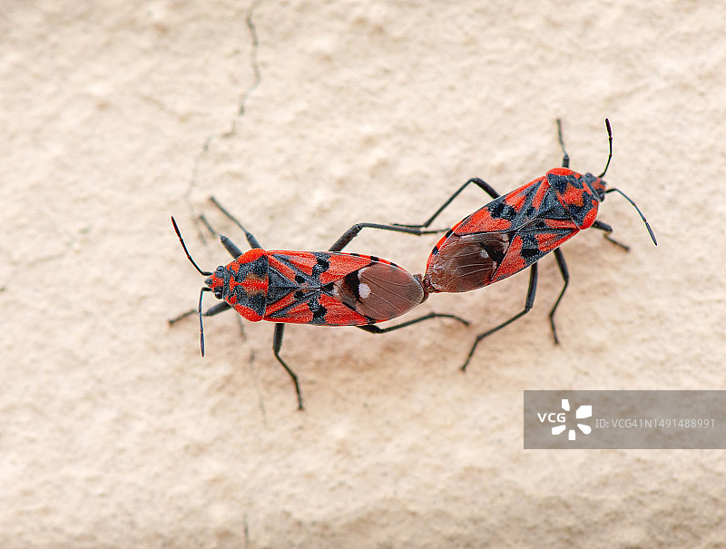 恋爱中的红椿象图片素材