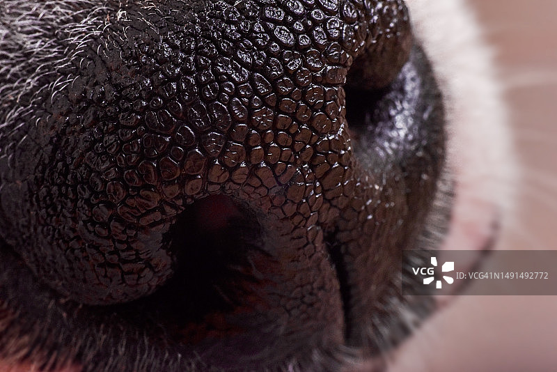 狗鼻子图片素材