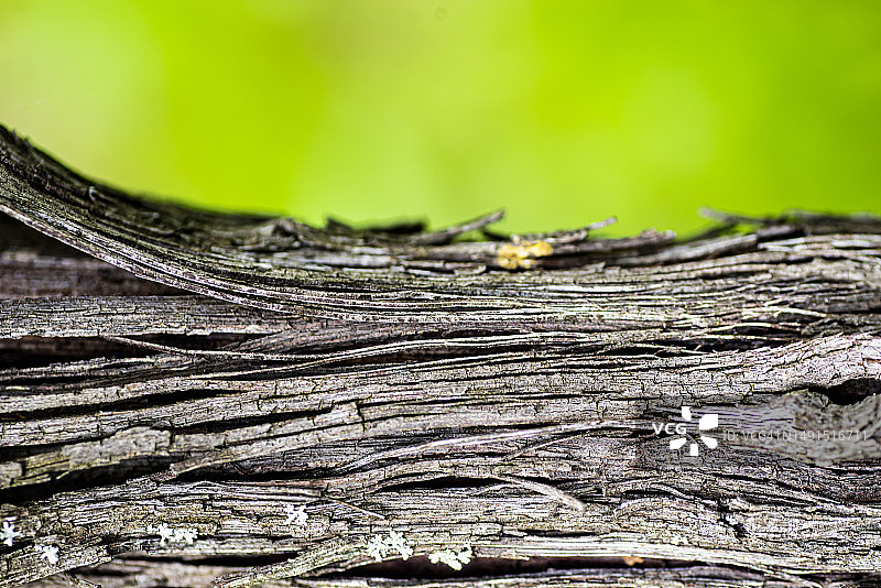 树皮细节微距图片素材
