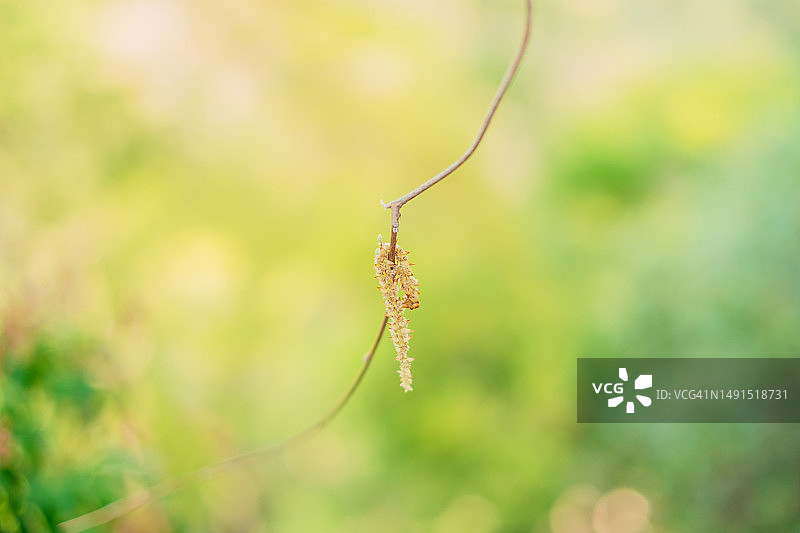 特写：花园里优雅弯曲的花蕾茎图片素材
