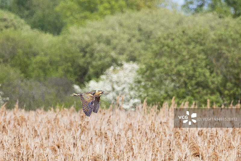 一只麻鳽飞过威肯芬自然保护区的芦苇地图片素材