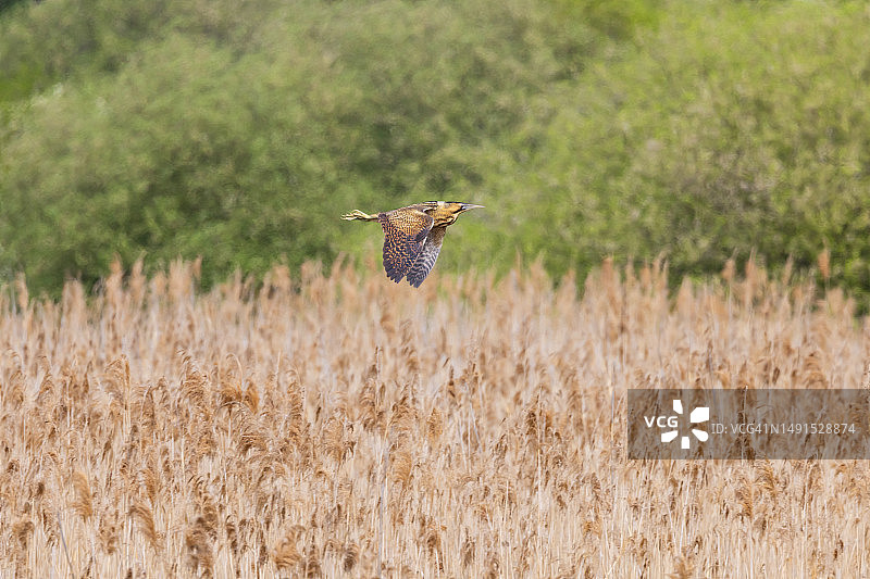 一只麻鳽飞过威肯芬自然保护区的芦苇地图片素材