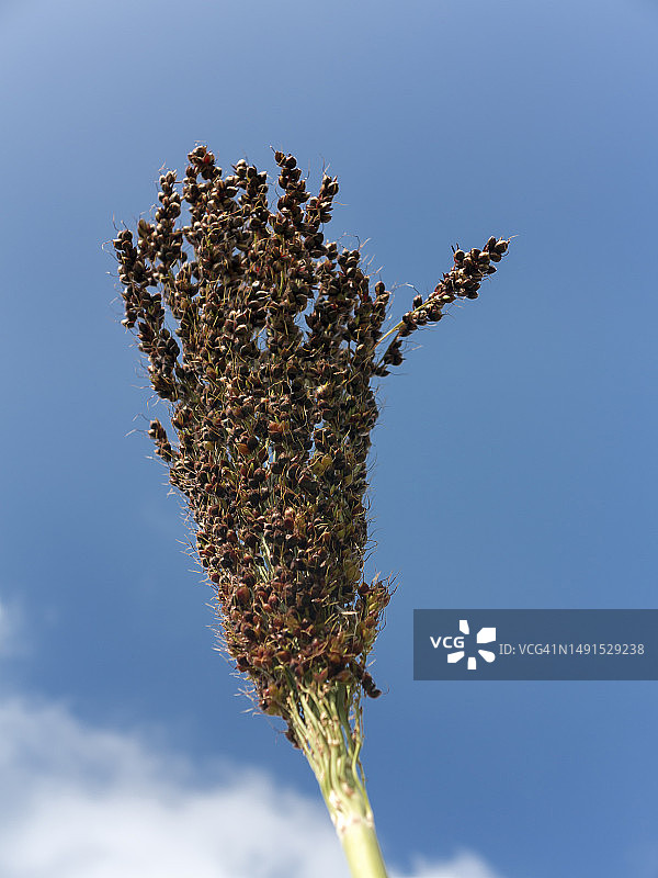 高粱种子图片素材