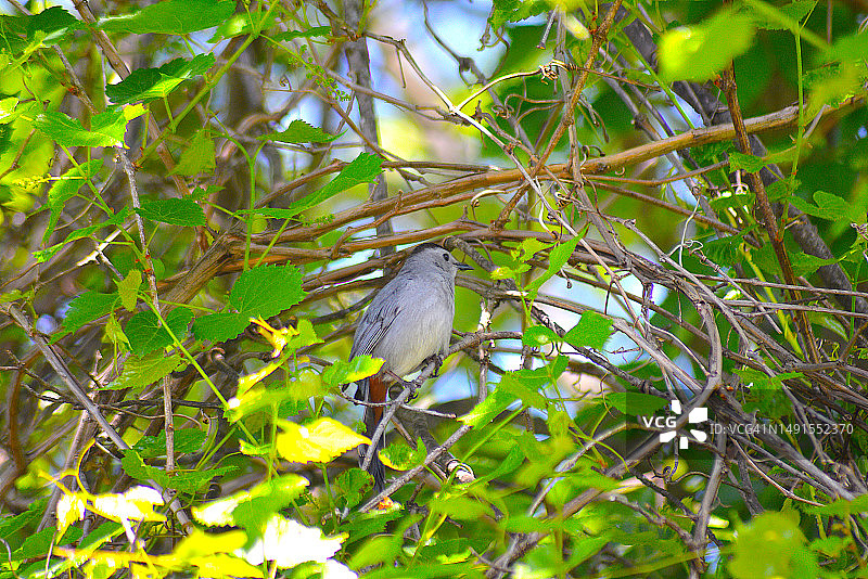 灰色的猫鹊图片素材