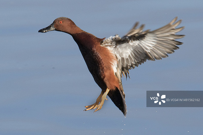 降落的雄性红鸭图片素材