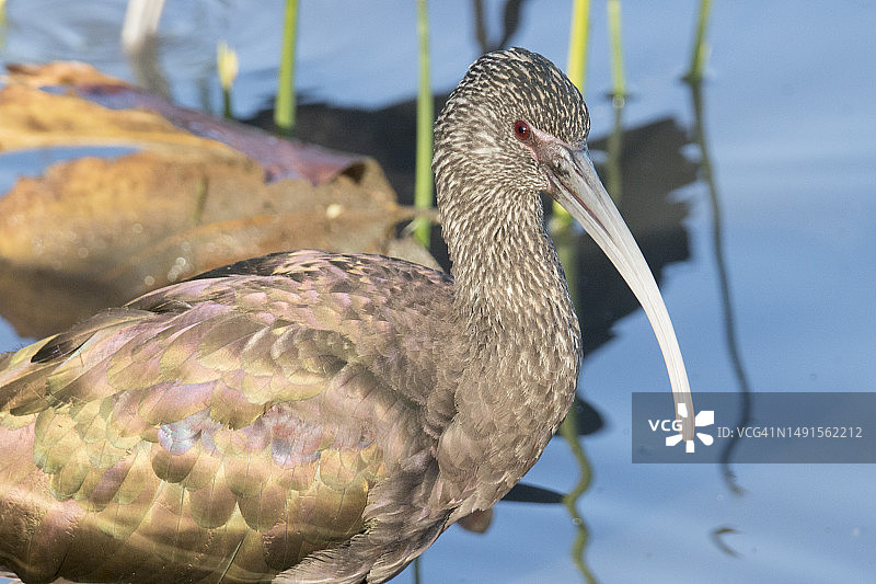 白脸彩鹮特写图片素材