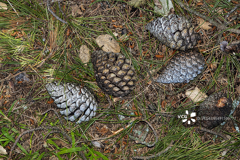 森林地面上的松果图片素材