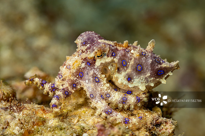 小而致命：印度尼西亚特里同湾的蓝环章鱼图片素材