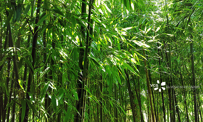 竹林特写图片素材