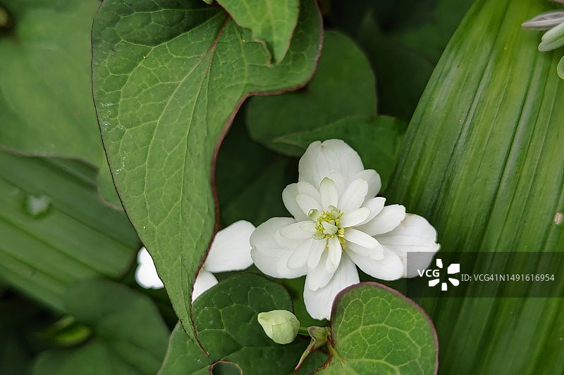 鲜花：日本初夏盛开图片素材