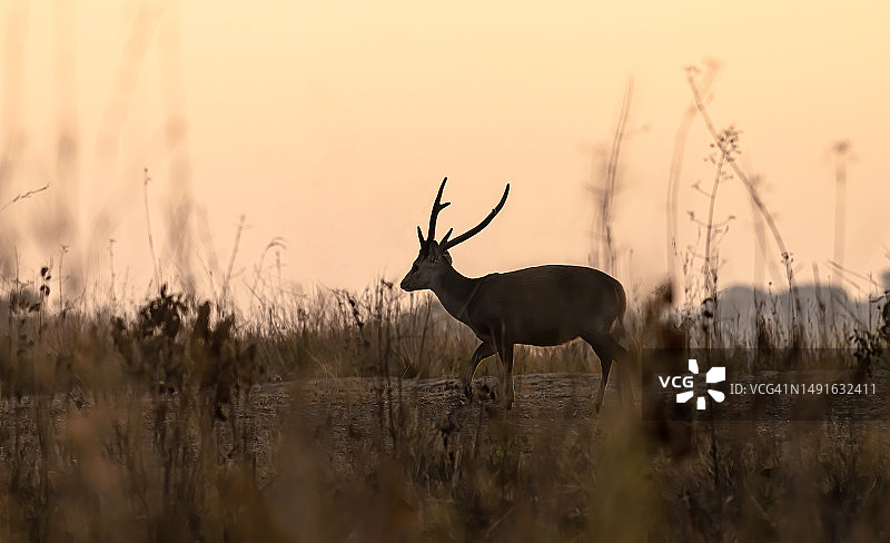 田野中美丽的豚鹿图片素材