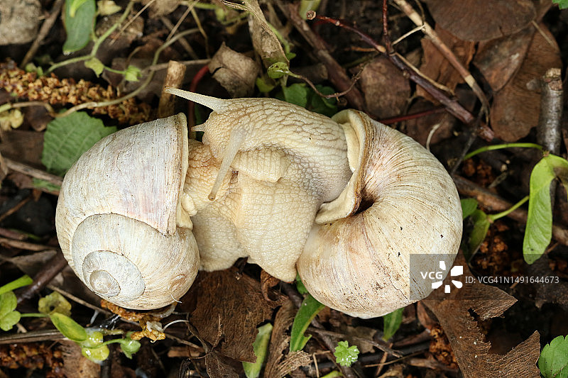 在英国野外交配的一对罗马蜗牛图片素材