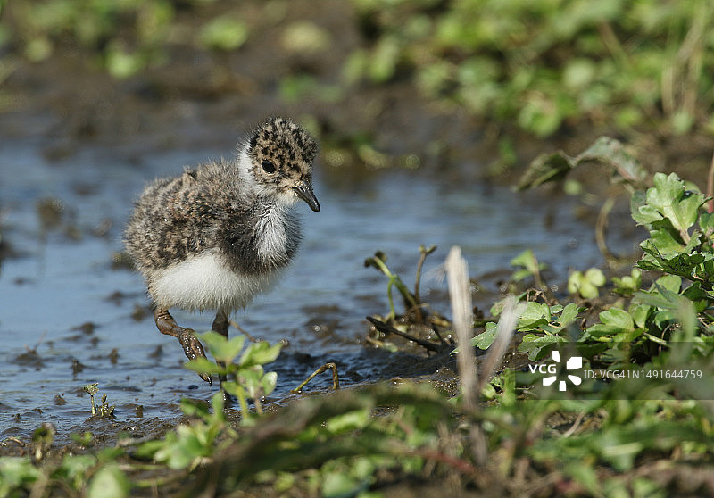 可爱的凤头麦鸡幼鸟在水草地里觅食图片素材
