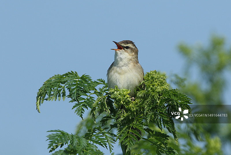 歌唱的芦苇莺，栖息在春天的植物上图片素材