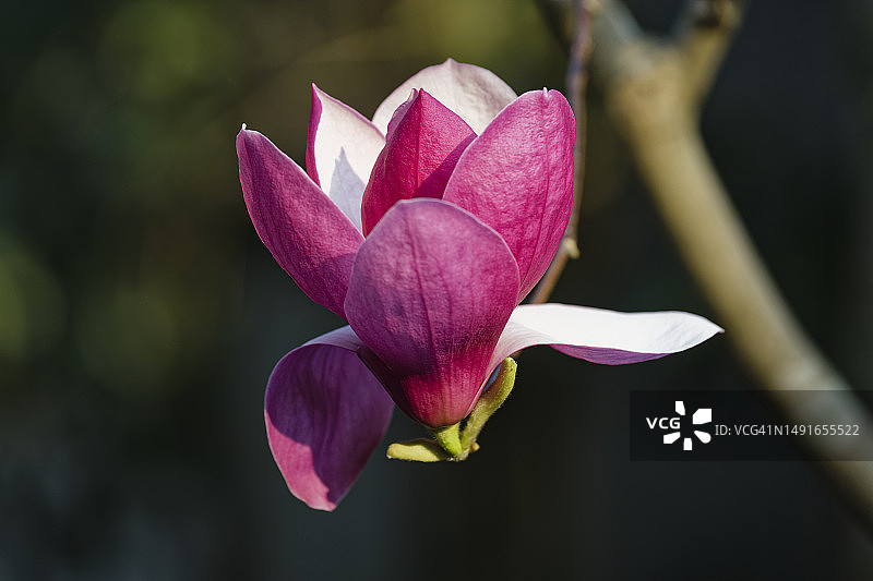 粉色二乔玉兰图片素材