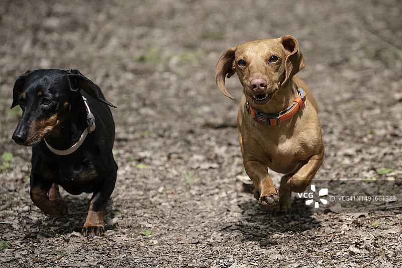 森林里的一对腊肠犬图片素材