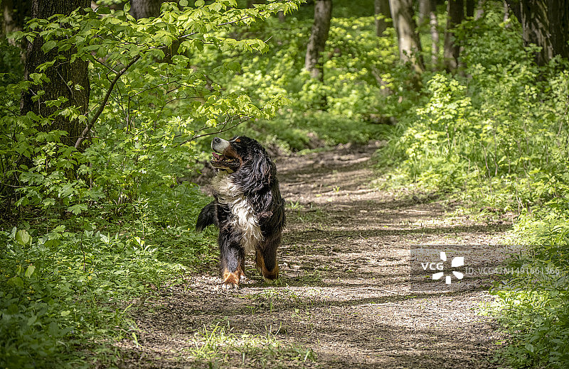 森林里的伯尔尼山地犬图片素材