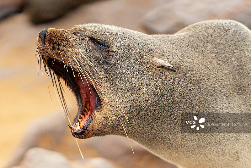 海豹 - 十字角，骷髅海岸图片素材