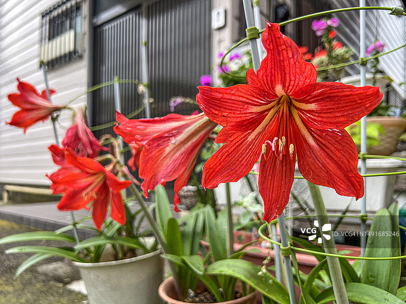 孤挺花图片素材