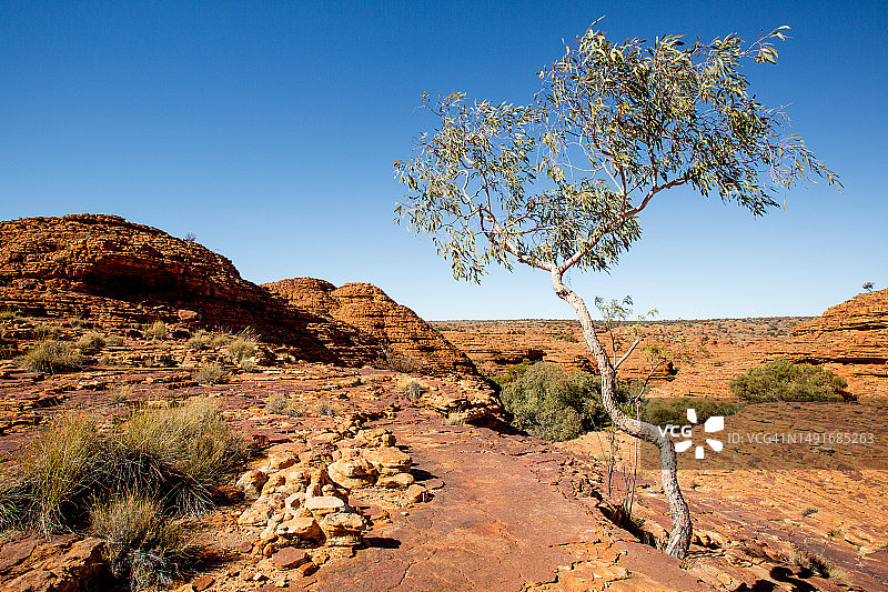 生长在风化沉积砂岩上的桉树，国王峡谷，瓦塔卡国家公园，北领地，澳大利亚图片素材