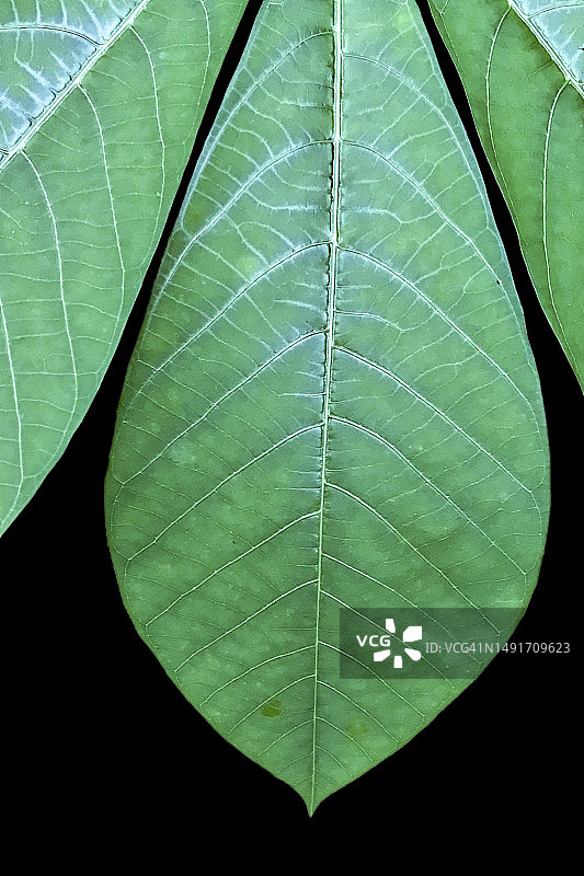 新加坡木薯叶图片素材