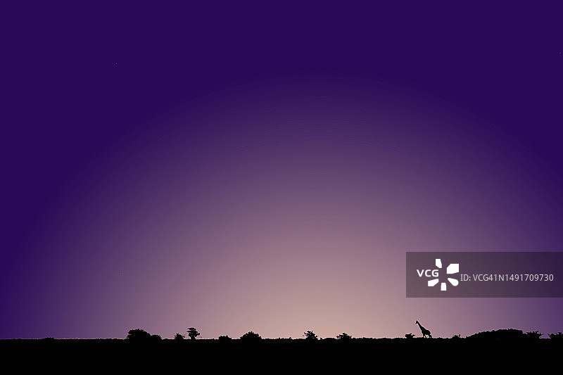 南非：黄昏时分的长颈鹿图片素材