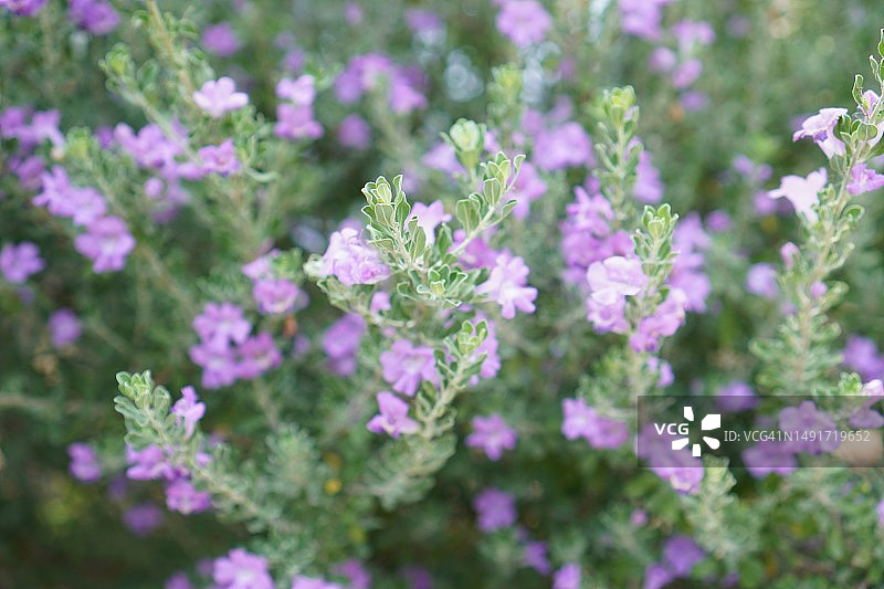 花园中盛开的紫花图片素材