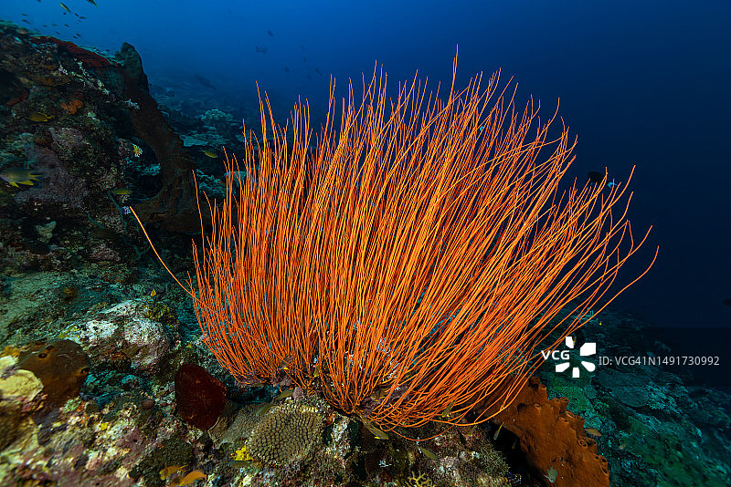 努沙劳特岛的埃利塞拉鞭珊瑚礁之美，印度尼西亚图片素材