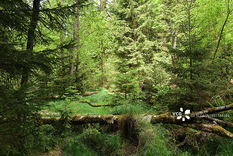 春季森林图片素材