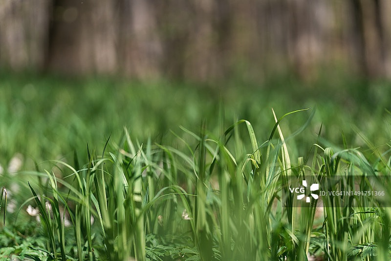 新鲜翠绿的春草微距特写图片素材
