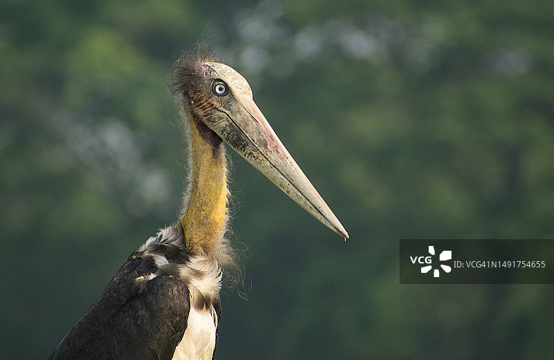 小秃鹳图片素材