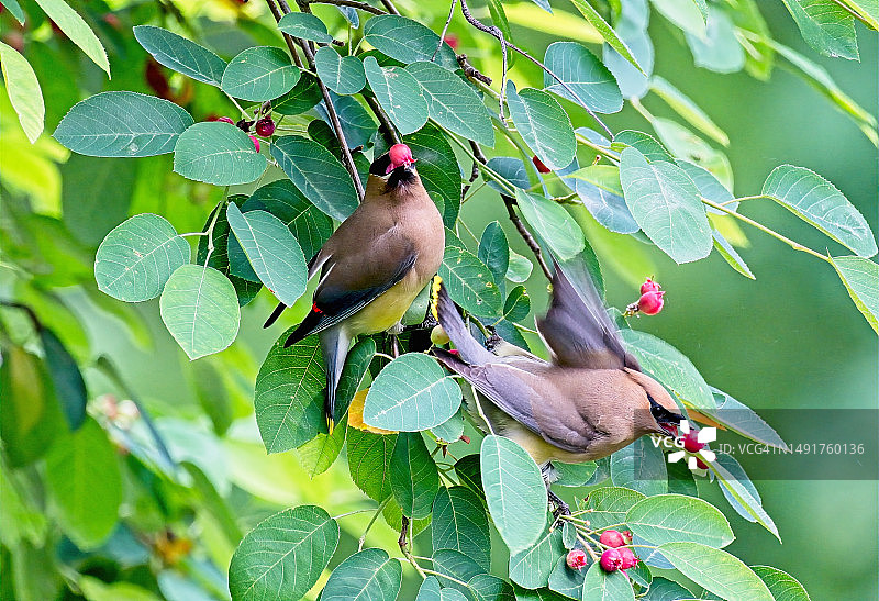 雪松连雀图片素材