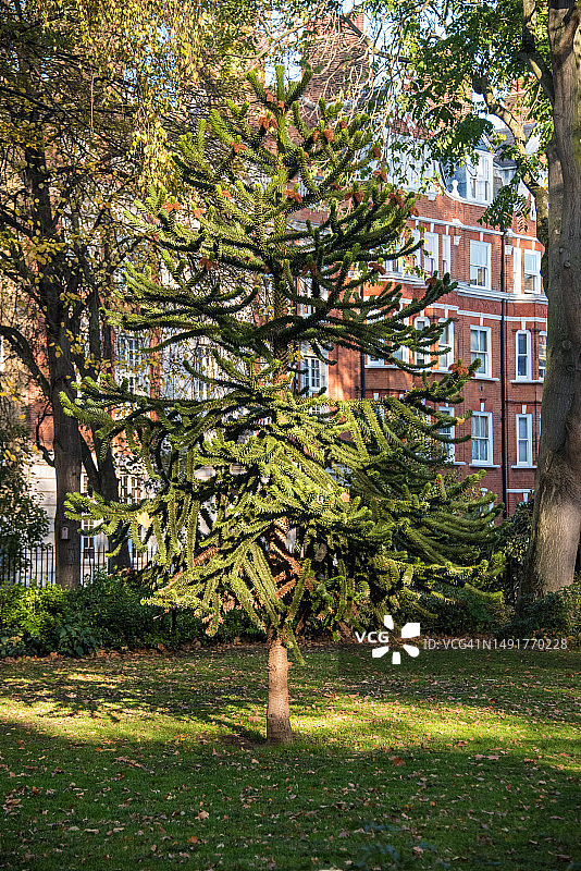 智利南洋杉图片素材